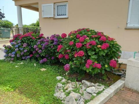 Apartment Anita & Mario Poreč